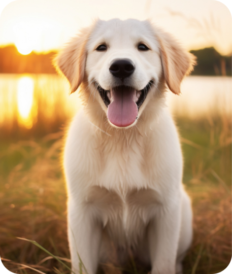Hunde